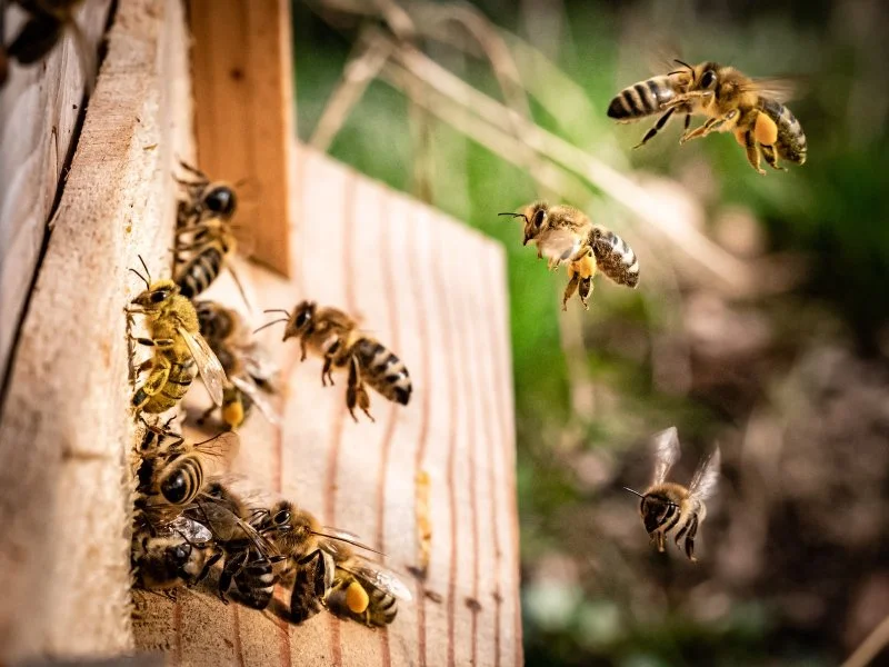 BEESynergy