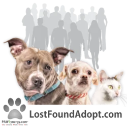 Lost~Found~Adopt